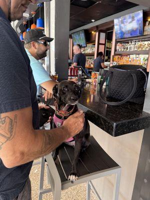 Tayla! Rescued from Save All Dogs 2022 now living her best life in Florida!