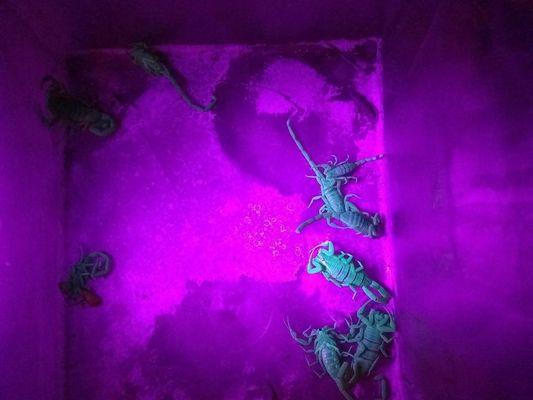 Blacklight scorpion hunt