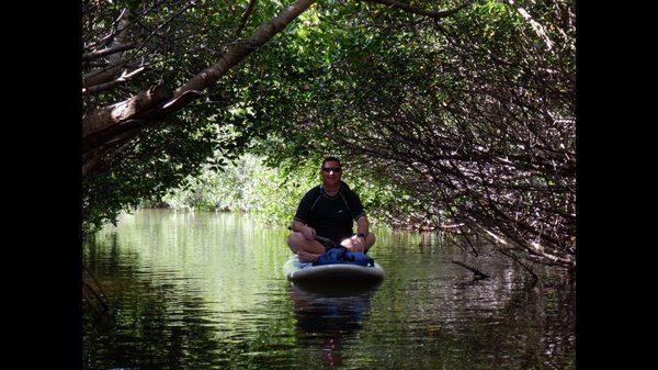 The mangroves