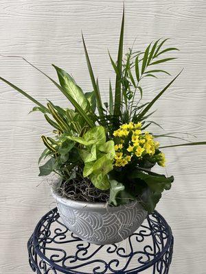 Mix plant on ceramic vase