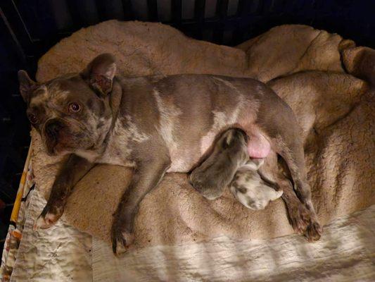 Precious and her new babies