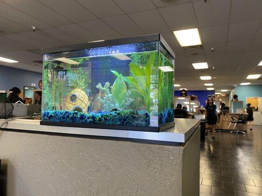 Fish tank