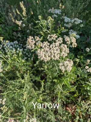 Yarrow