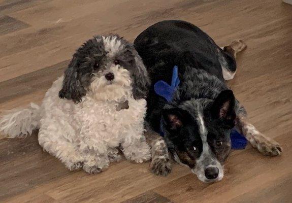 Lola and Max on TECSUN flooring watching dad make pizza. Luna's on the sofa binging another season of "Real Housewives."