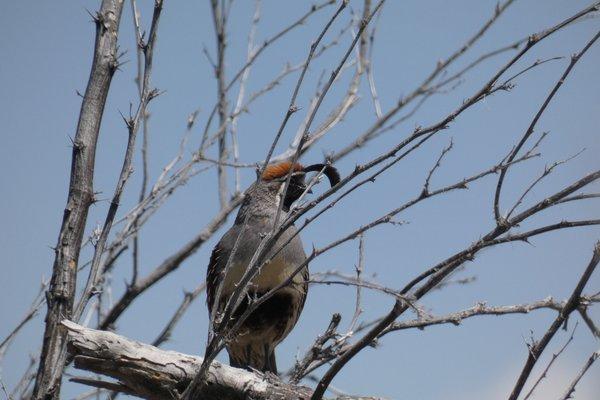 Gambel's Quail - Apr 2020