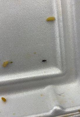 Bug in rice..