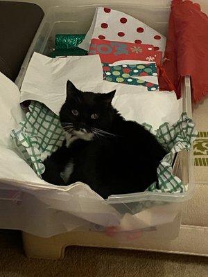 Sammy helping out w/ the wrapping.