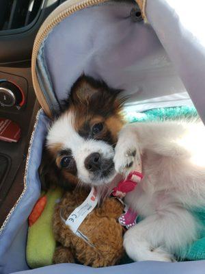 Zaharra is cozy in her purse after recieving her shots. Thank you for helping to keep our fur baby healthy.