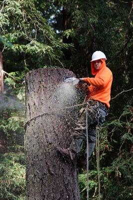 Tree Removal