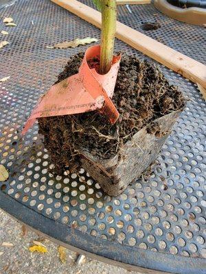 A 4 inch plant, with the plastic pot still on it, that was buried in a 5 gallon pot to hide its true size.  It was sold as a 5 gallon plant.