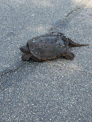 Turtle crossing the road