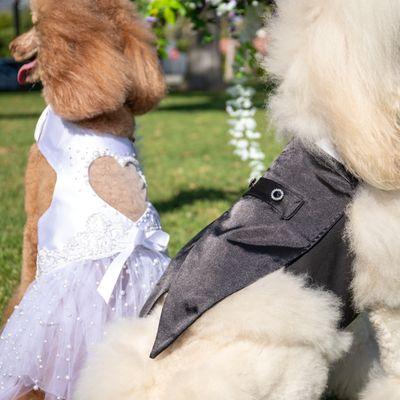 our Mesmerize Me Dress and Tuxedo for Dogs