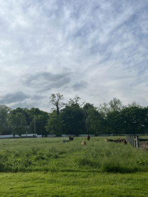 Cows grazing