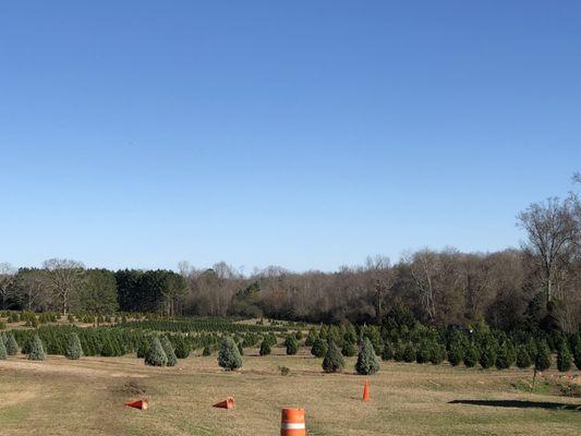 Trees, trees, and more trees.