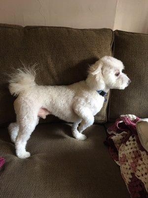 My handsome boy post-groom!!!  What a great job every time!!!