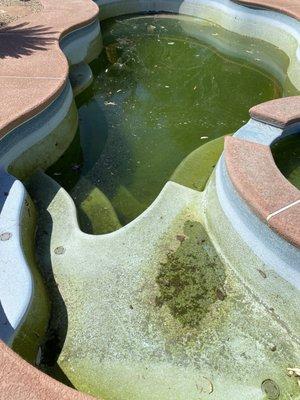 The pool and water condition before draining and cleaning.