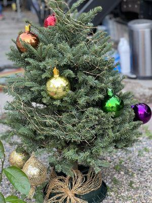 Outdoor Christmas Tree, Rainbow themed ornaments.