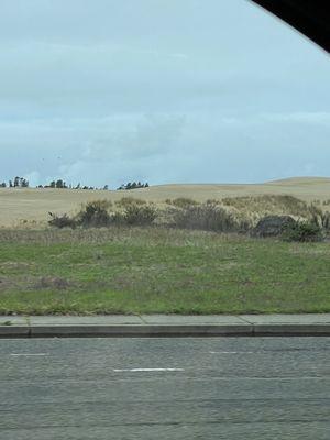 Dunes and the sea