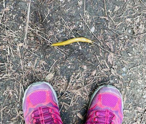 Banana slug