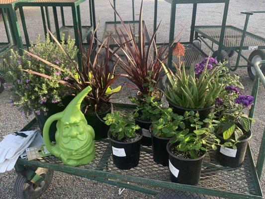 Our selection of plants and accessories