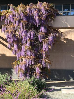 Wisteria