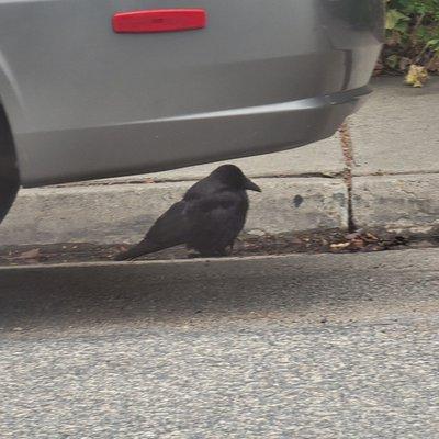 Crow or raven in gutter..Project Wildlife helped!