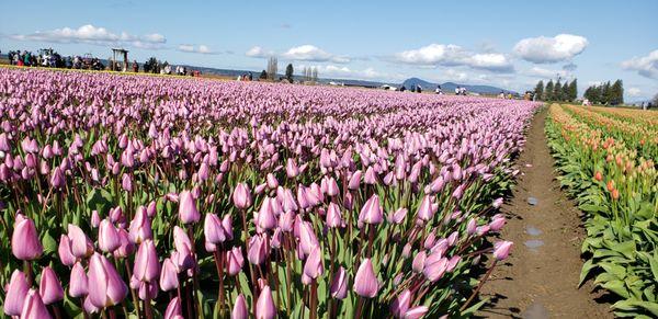 A field of Early, Mid, and late blooming tulips. I'll have to come back to see the new qave of colors.