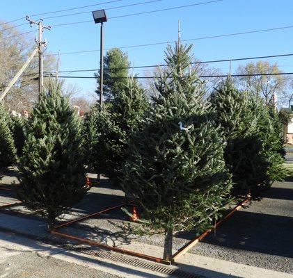 Cut Christmas Trees