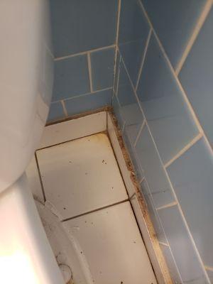 Corner behind the toilet. That's probably where the urine smell was coming from.