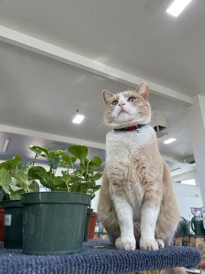 Eddie the cat and a peperomia