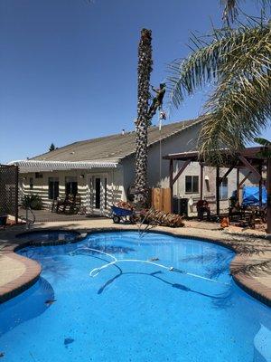 Removing a Palm Tree within 1' of house and next to pool.