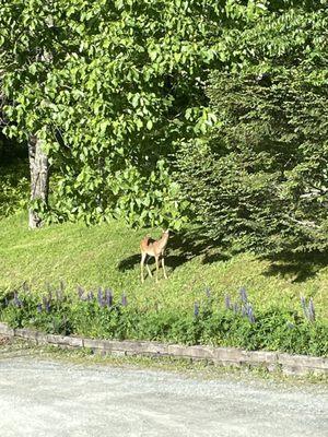 Deer outside restaurant