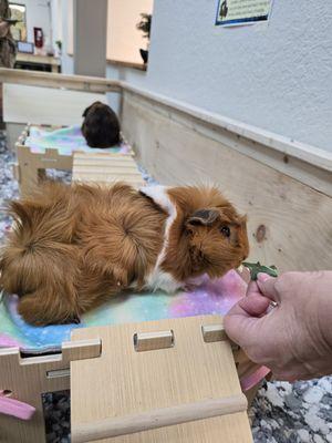 Guinea Pigs