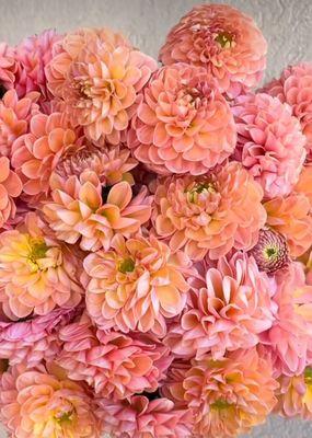 Fresh cut dahlias