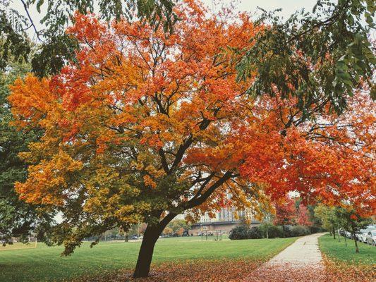 Fall leaves