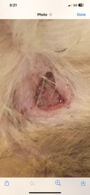 A cut on the neck of my dog