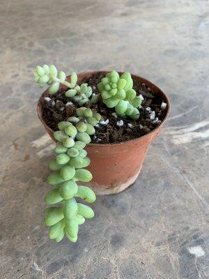 Burro's tail