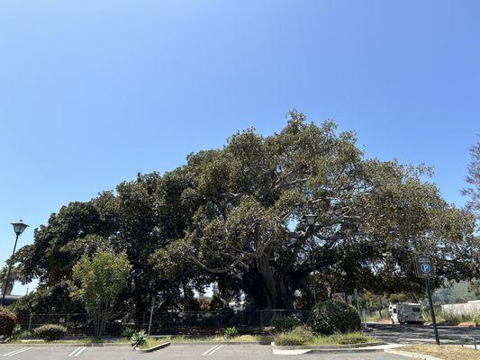 5/27/24 Said  to be the biggest fig tree in the world....I hear a challenge coming