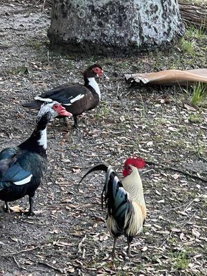 You know you are in Miami when you see roosters hanging with the ducks.