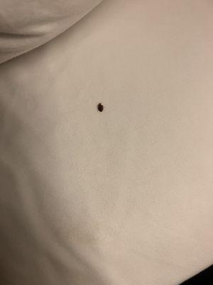 Bed bug