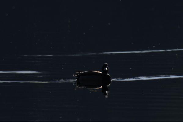 One of many ducks visiting the lake in the early morning hours.