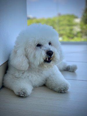 Bichon Frise