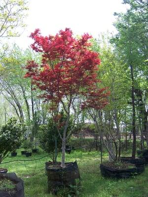 Gorgeous Japanese Red Maples love life in North Texas