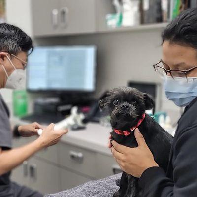 Dr Chang DVM, DACVO...he and his staff take good care of me. We're 1 year post cataract surgery.