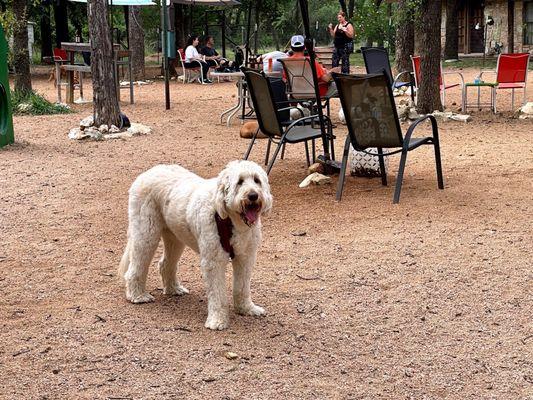 Ample seating, tables, and space for the dogs to play.