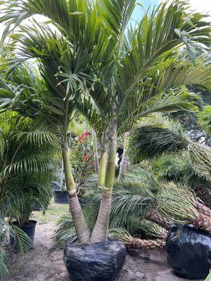 Palm Gardens Nursery