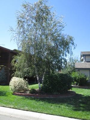 Arbor green tree care Tree Treatment Lake Tahoe