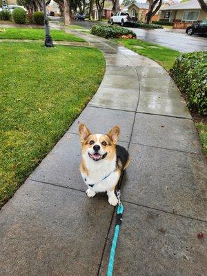 Rainy walk with Leo