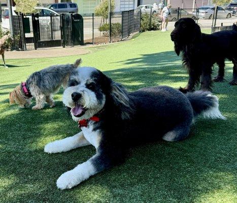 Post- Showtime grooming relaxation at the dog park.