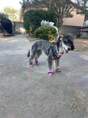 This time we experimented with Bedlington ears and she did the cutest My Little Pony heart stamp on her back hind leg.